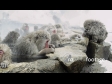 Sleeping Snow Monkeys in Hot Springs 2971